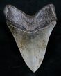 Top Quality Megalodon Tooth #7273-1